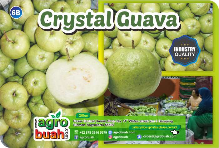 guava supplier