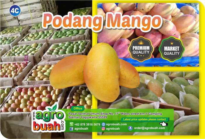 mango supplier
